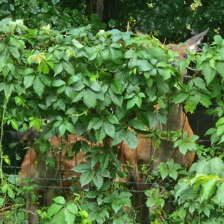 아파트 Przy Swierku *