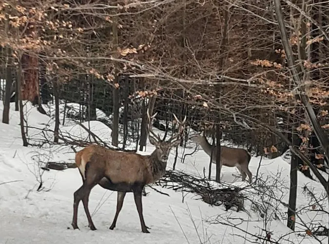 아파트 Przy Swierku 스클라르스카포렘바