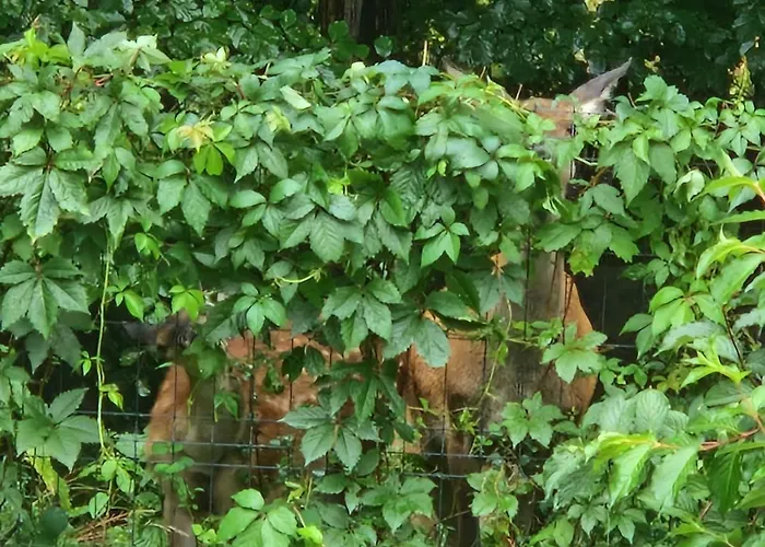 公寓 Przy Swierku *