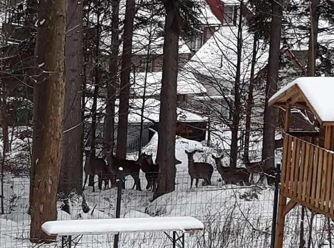 公寓 Przy Swierku 斯克拉斯卡波伦巴